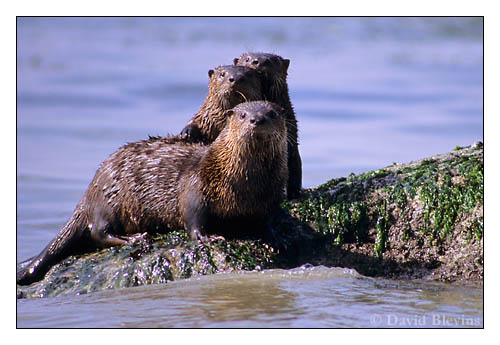 Photo of Lontra canadensis by <a href="http://www.blevinsphoto.com/contact.htm">David Blevins</a>